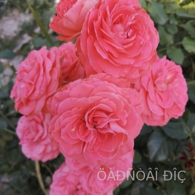 ����� ���� (Tikled Pink)