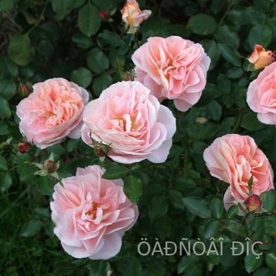������������ ����������� (Sangerhauser Jubilaumrose)