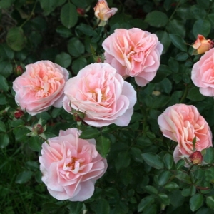 ������������ ����������� (Sangerhauser Jubilaumrose)