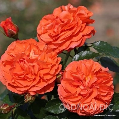 �������� (Orangerie)