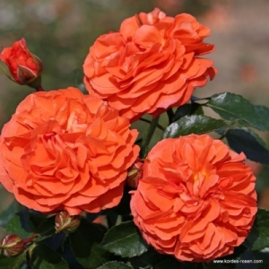 �������� (Orangerie)