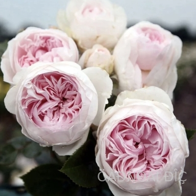 ��������� ��������� (Herzogin Christiana)