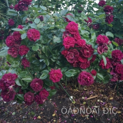 ����� ���� (Katies Rose)