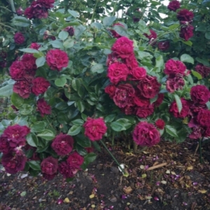 ����� ���� (Katie's Rose)