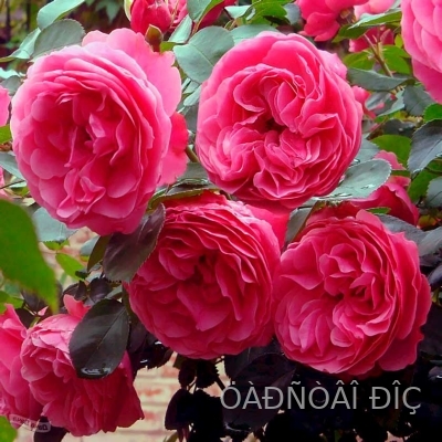 �������� �� ����� (Leonardo da Vinci)