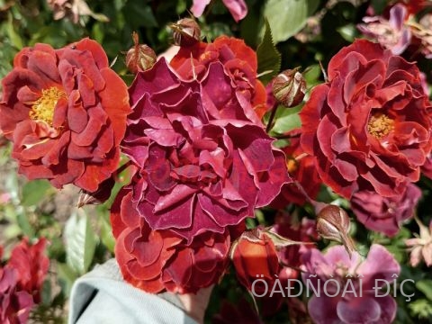 ������� ����� (Chocolate Drop)