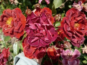 Шоколад Дроуп (Chocolate Drop)