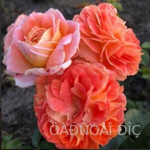 ����� (Samba Beetrose)