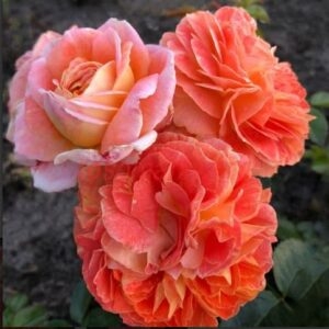 ����� (Samba Beetrose)