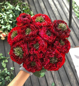 ��� �� (Red Eye)
