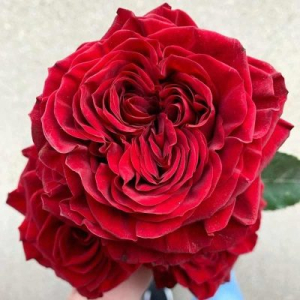 ����� ��� (Mayra�s Red)