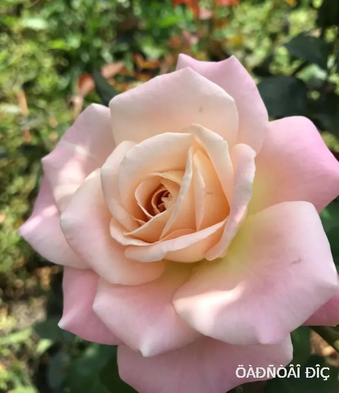 ��� ��� ���� (Vip New Miss)