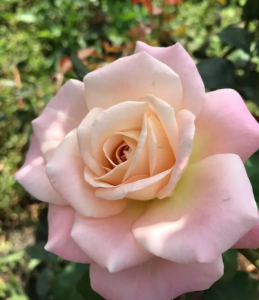 ВИП Нью Мисс (Vip New Miss)