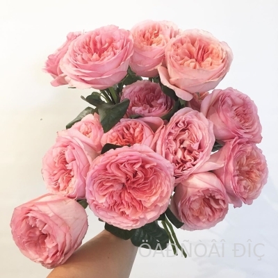 ���� �������� (Pink Expression)