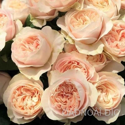����� (Chiffon)