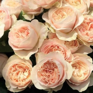 ����� (Chiffon)