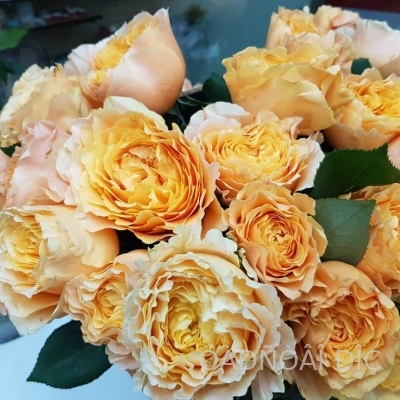�������� (Caraluna)