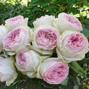 ������ ���������� (Dolce Summerhouse)