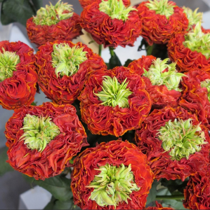 Флеш Ай (Flash Eye)