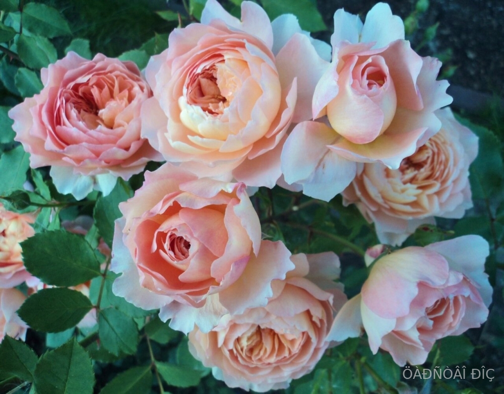 ��� �� �������� (Rose de Gerberoy)