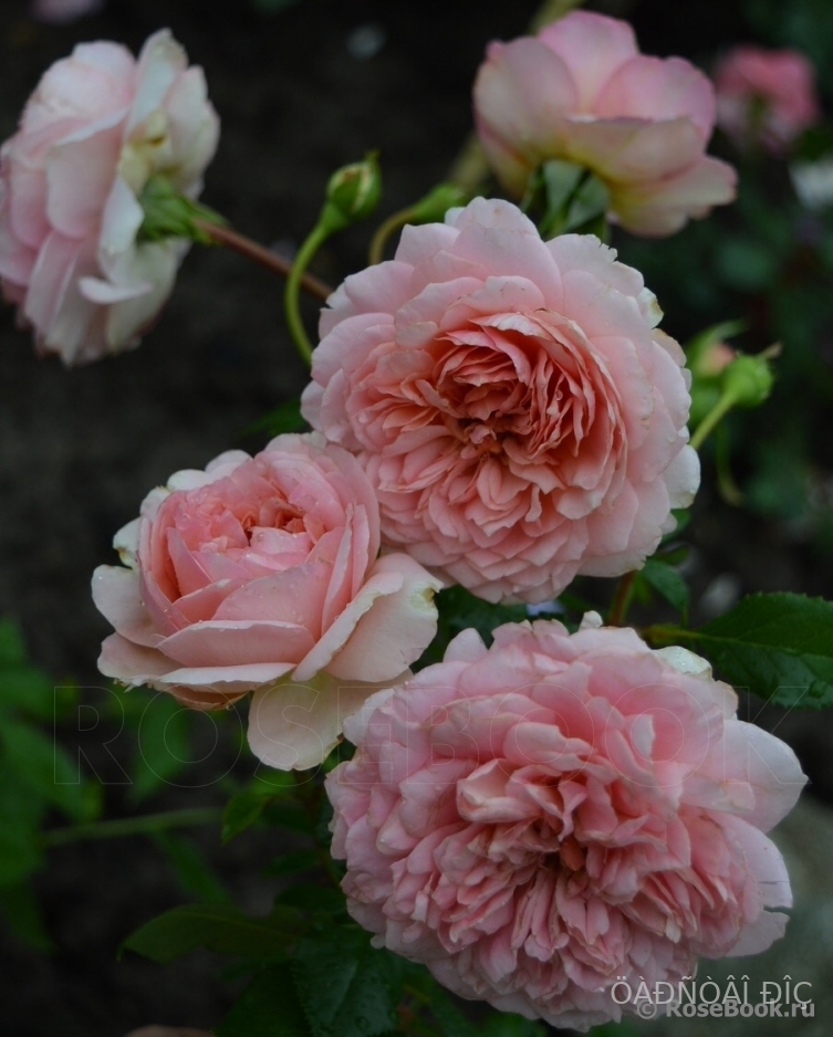 ����� ���� (Monique Bouygues)