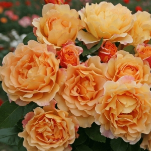 Зоненвельт (Sonnenwelt)