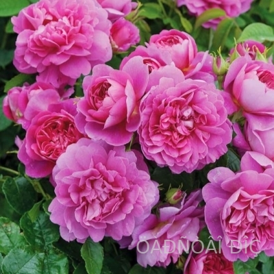 ��������� ���� (Princess Anne)