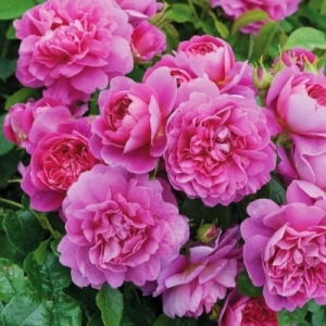 ��������� ���� (Princess Anne)