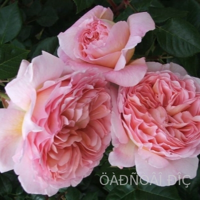 ������� ����� (Abraham Darby) 