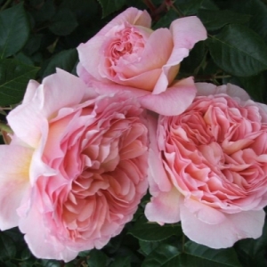 ������� ����� (Abraham Darby) 