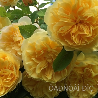 ������ ���� (Golden Zest)