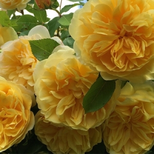������ ���� (Golden Zest)