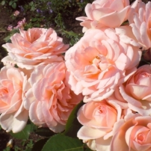 ���� ��������� (Clair Renaissance)