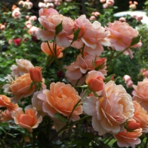�������� ������ ( Elizabeth Stuart )