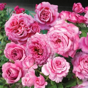����� ��������� (Agnes Schillinger)