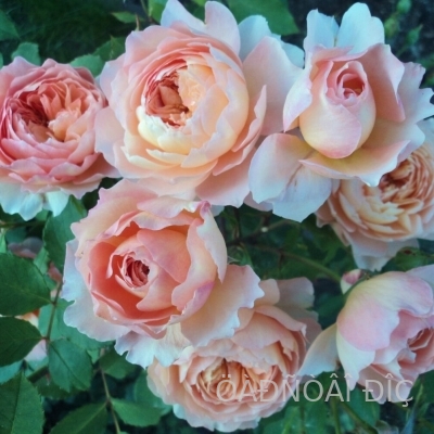 ��� �� �������� (Rose de Gerberoy)