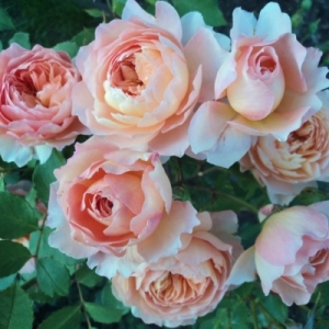 Роз де Жерберуа (Rose de Gerberoy)