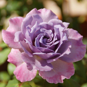 �������� ������� (Lavender Crystal)
