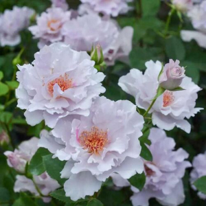 ����� (Couture Rose Tilia)