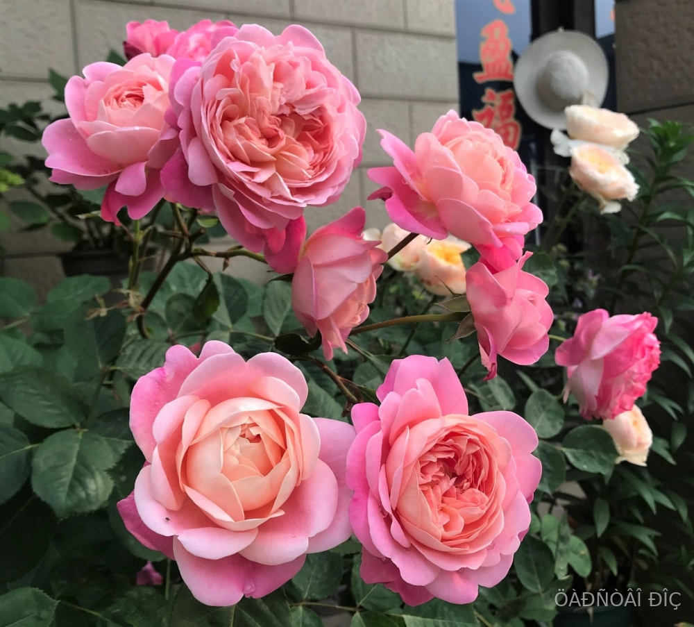 ���� ���� (Dream Light).