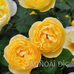 ������� (Luciole)