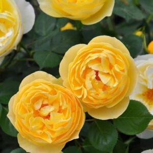 ������� (Luciole)