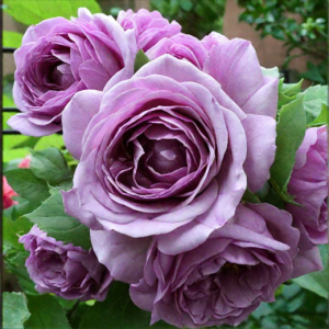  ����� ��� (Kinda Blue)