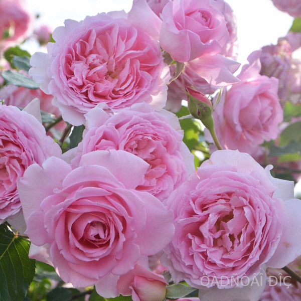 ����� (Helen)