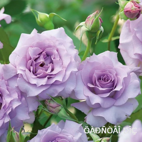 ����� (Salon)