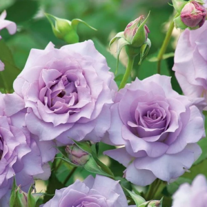 ����� (Salon)