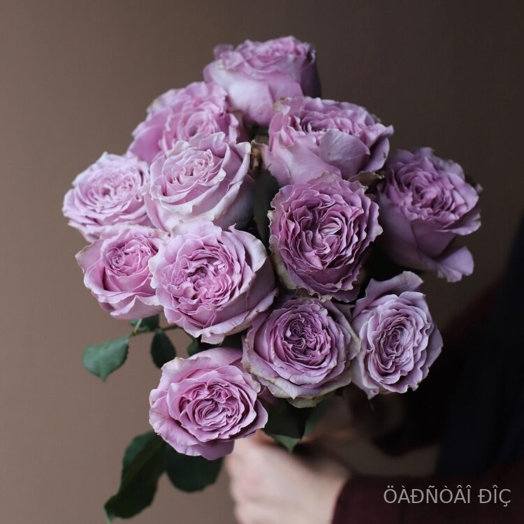 ��������� ����� (Princess Kaori)