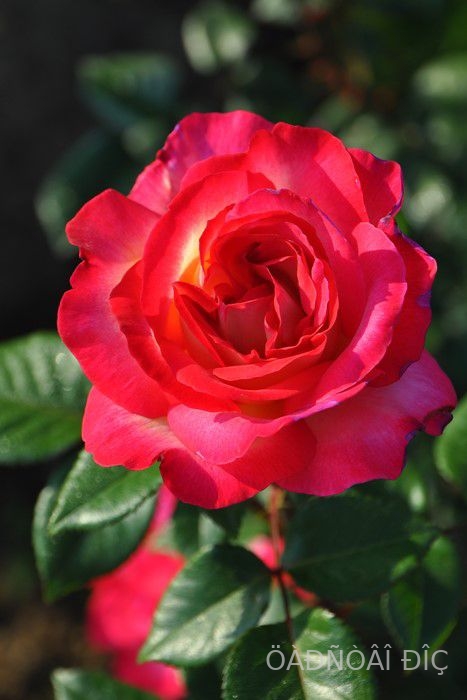 ������� (Achilles)