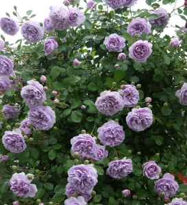 Рейни Блу (Rainy Blue)