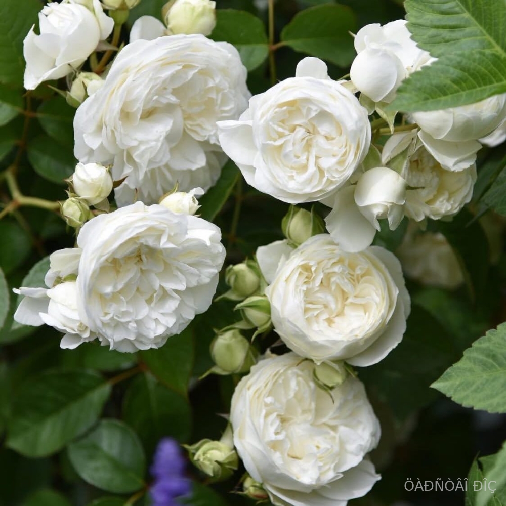 ������� (Trinity)